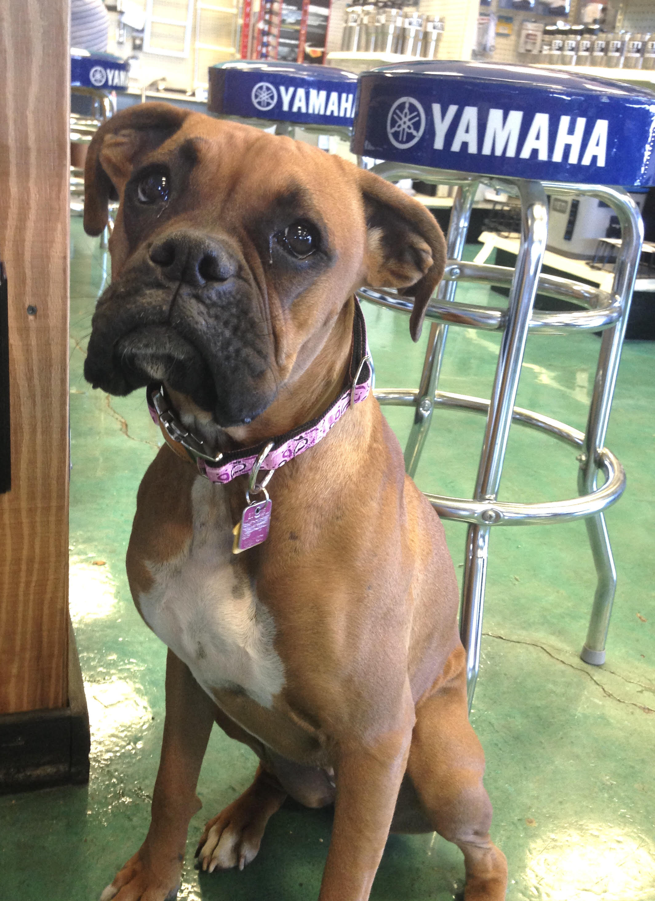 Picture Skeeter - a Boxer puppy
