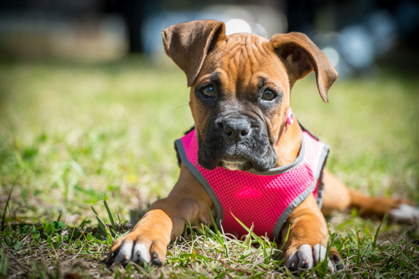 Picture Skeeter - a Boxer puppy